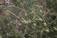 Zilla spinosa