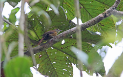 Anabacerthia variegaticeps