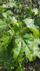 Cnidoscolus tehuacanensis