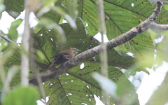 Anabacerthia variegaticeps