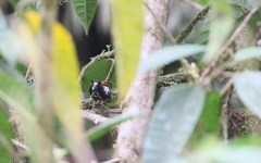 Machaeropterus deliciosus