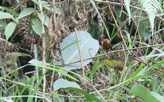 Machaeropterus deliciosus