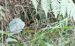 Machaeropterus deliciosus