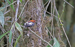 Machaeropterus deliciosus