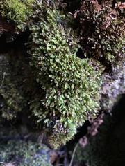 Fissidens osmundioides