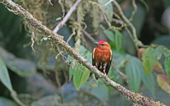 Machaeropterus deliciosus