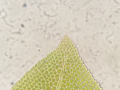 Fissidens osmundioides