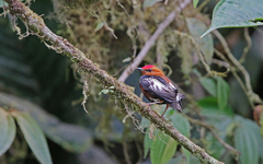 Machaeropterus deliciosus