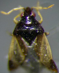 Orius niger