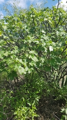 Cnidoscolus tehuacanensis