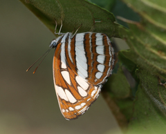 Neptis hylas varmona