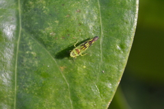 Cicadellidae