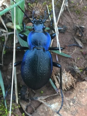 Carabus problematicus inflatus