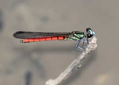 Chlorocypha trifaria