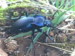 Carabus problematicus inflatus
