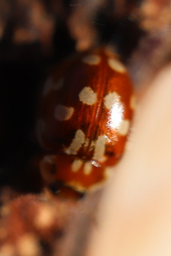 18-spot Ladybird, 2211 Noordwijkerhout, Nederland, photo 10 of 10