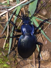 Carabus problematicus inflatus
