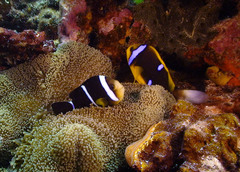 Amphiprion tricinctus