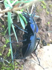 Carabus problematicus inflatus