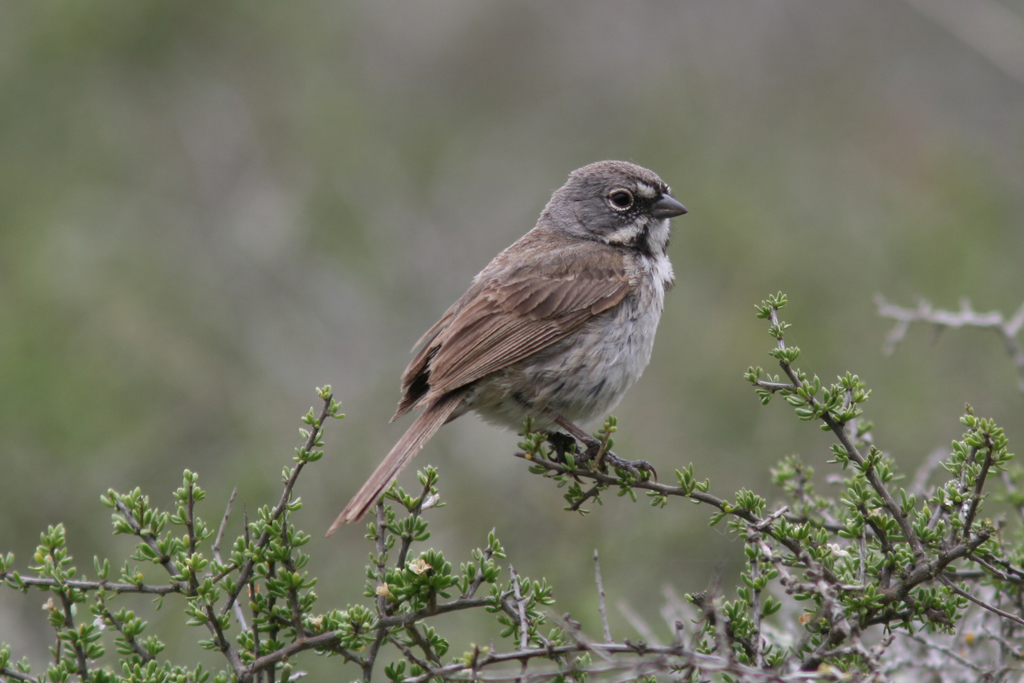 Bell's Sparrow