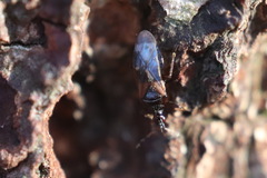 Anthocoris confusus