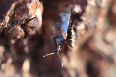 Anthocoris confusus