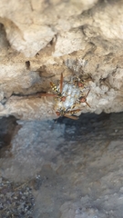 Polistes weyrauchorum