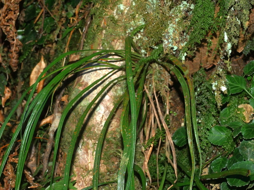 Image of Haplopteris flexuosa by (c) Jacy Chen, some rights reserved (CC BY)