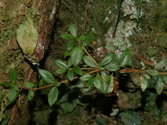 Rhododendron nakaharae