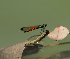 Libellago asclepiades