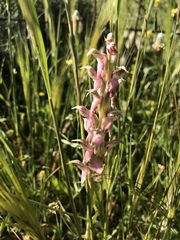 Anacamptis sancta