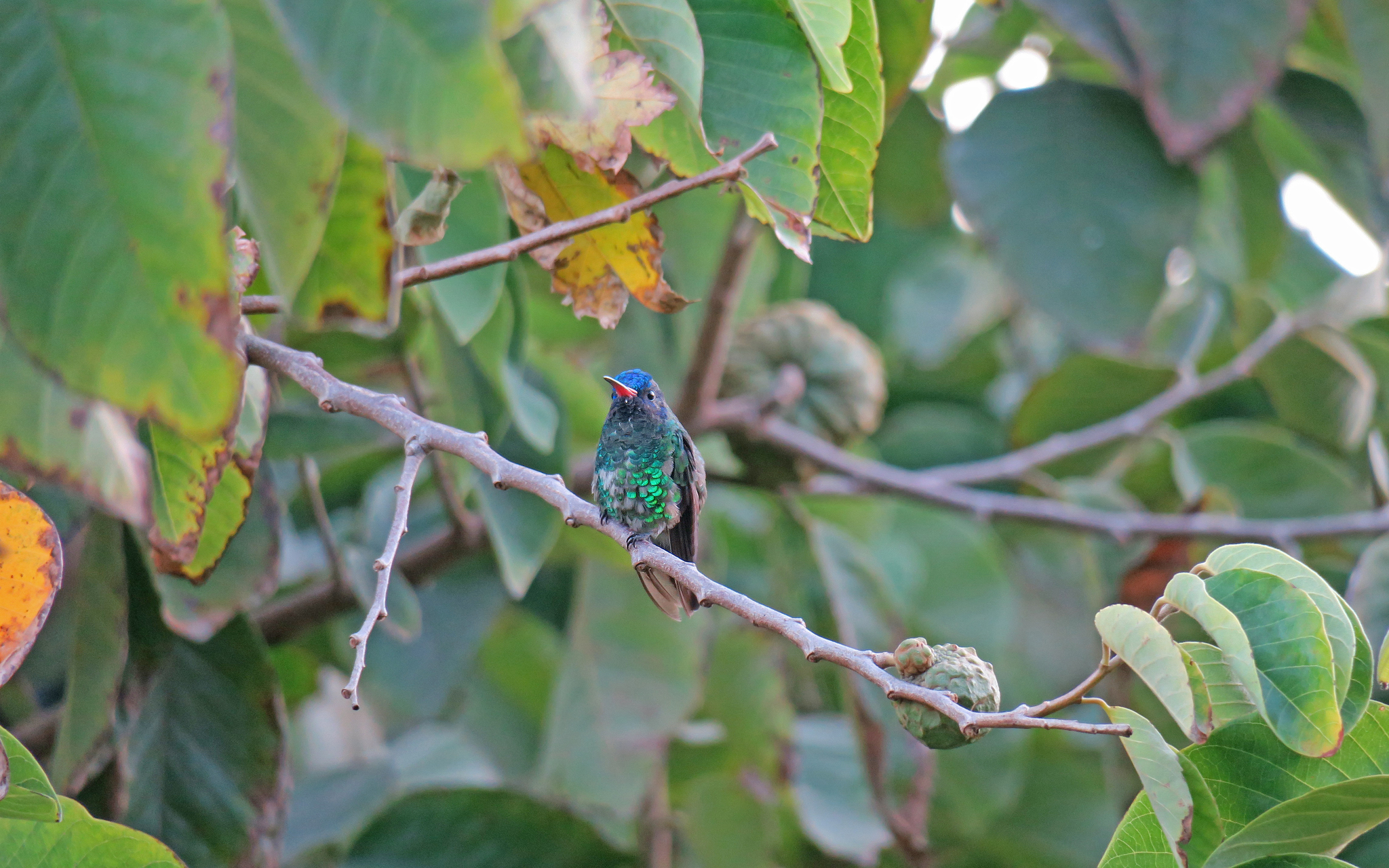 Blue-headed Sapphire (Chrysuronia grayi), photo 4