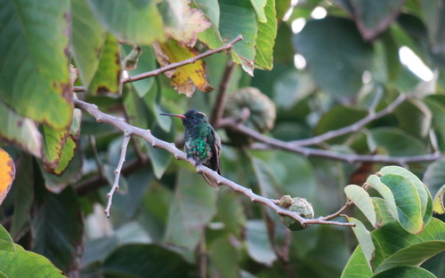 Blue-headed Sapphire (Chrysuronia grayi), photo 5