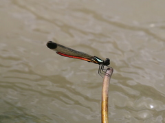 Libellago celebensis