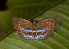 Quadrus contubernalis