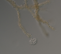 Anthophysa vegetans