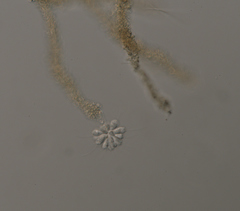 Anthophysa vegetans