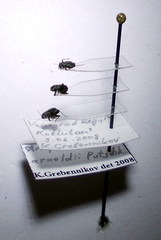 Orthocephalus arnoldii