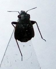 Orthocephalus arnoldii