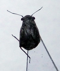 Orthocephalus arnoldii
