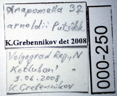 Orthocephalus arnoldii