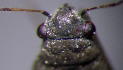 Orthocephalus arnoldii