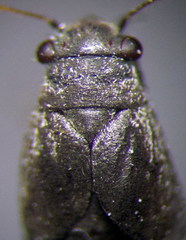 Orthocephalus arnoldii