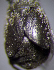 Orthocephalus arnoldii