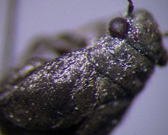 Orthocephalus arnoldii