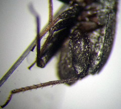 Orthocephalus arnoldii