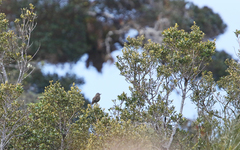 Myiotheretes fumigatus