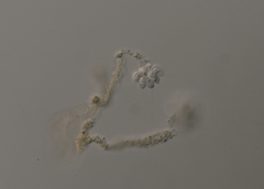 Anthophysa vegetans