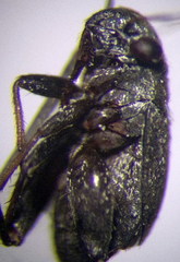 Orthocephalus arnoldii
