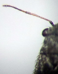 Orthocephalus arnoldii